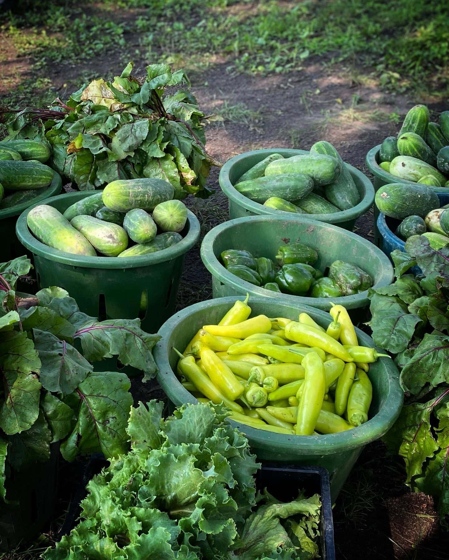 Multiple buckets of zucchini and peppers from a garden.