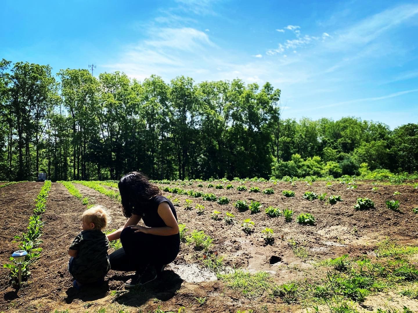 A woman and a child crouch in a field, harvesting vegetables.