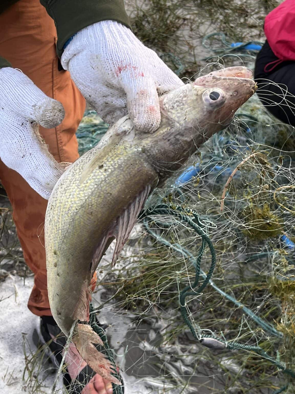 Someone holding a fish